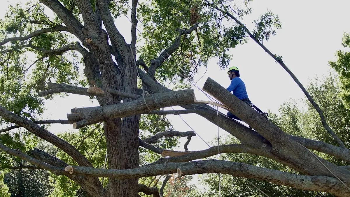 Professional Crown Thinning performed by certified arborists in Dawson